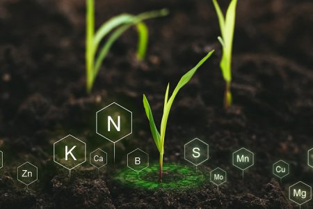 Russian scientists develop innovative plant growth regulator for cereal crops