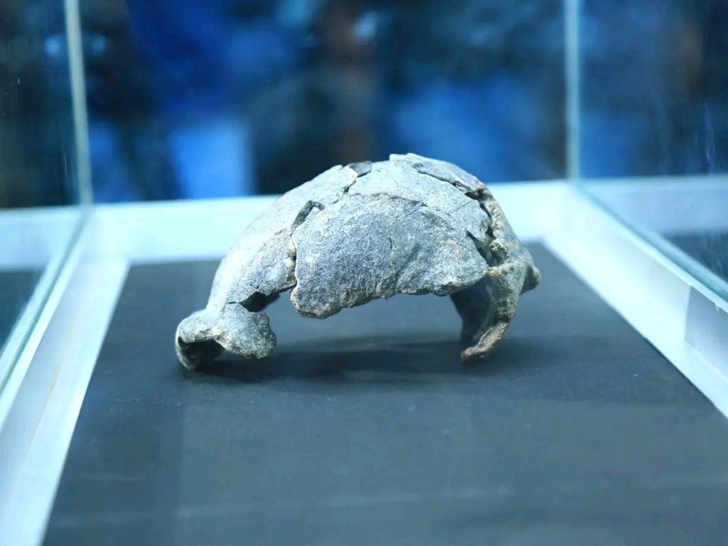 1.5-Million-Year-Old Homo Erectus Fossil Discovery Reinforces Ethiopia as Cradle of Humanity