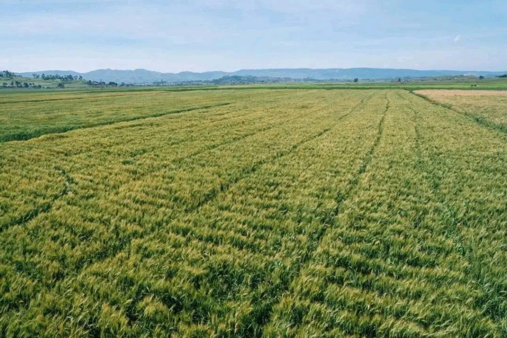 Ethiopia’s Nutrition and Mechanised Farming Models to Be Adopted by Nigeria